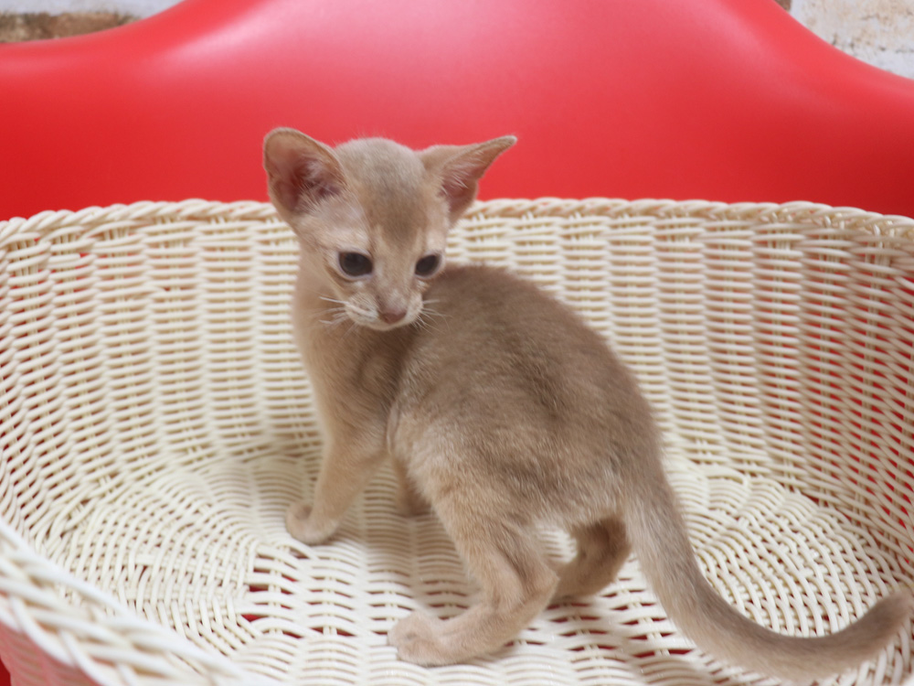 アビシニアンの子猫画像