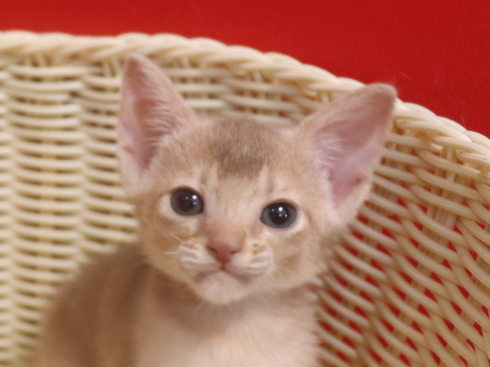 アビシニアンの子猫画像
