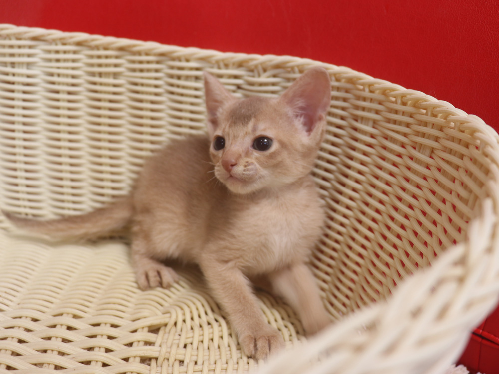 アビシニアンの子猫画像