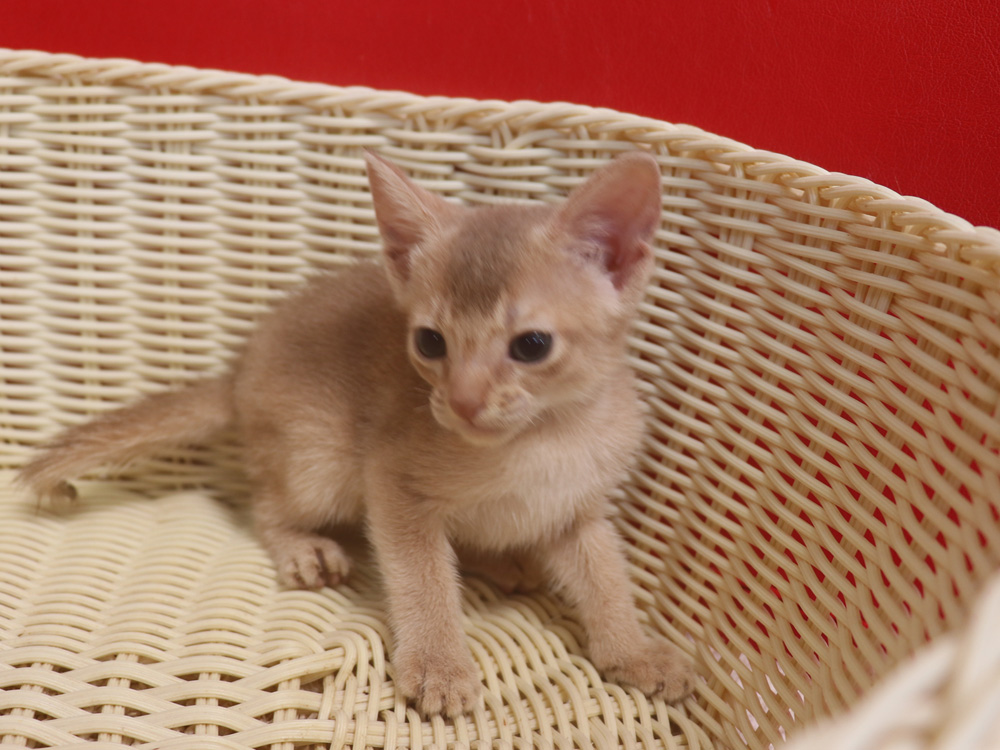アビシニアンの子猫画像