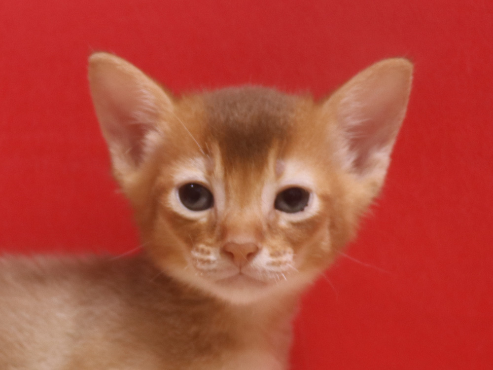 アビシニアンの子猫画像
