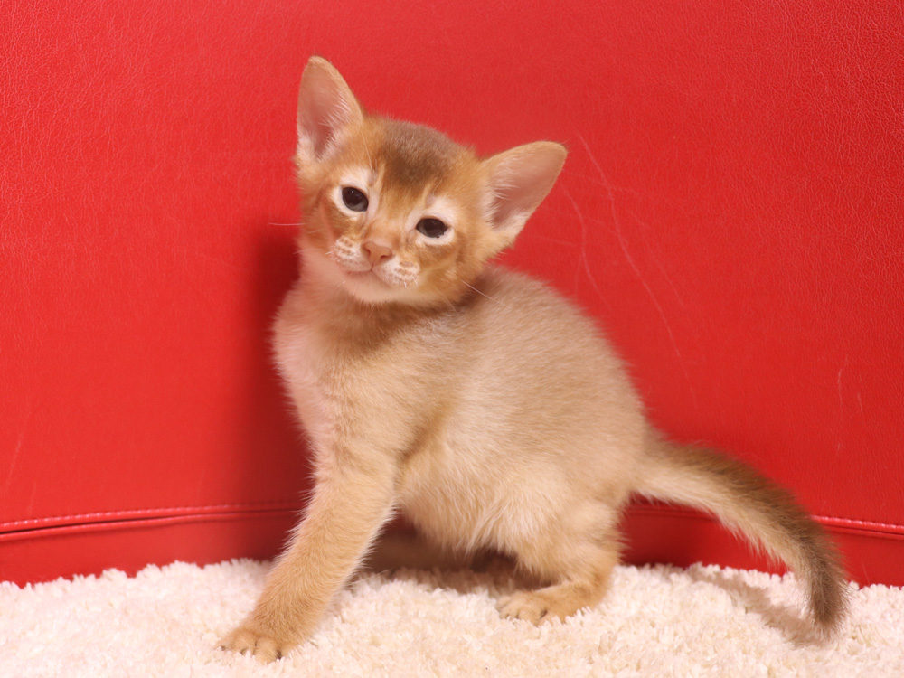 アビシニアンの子猫画像