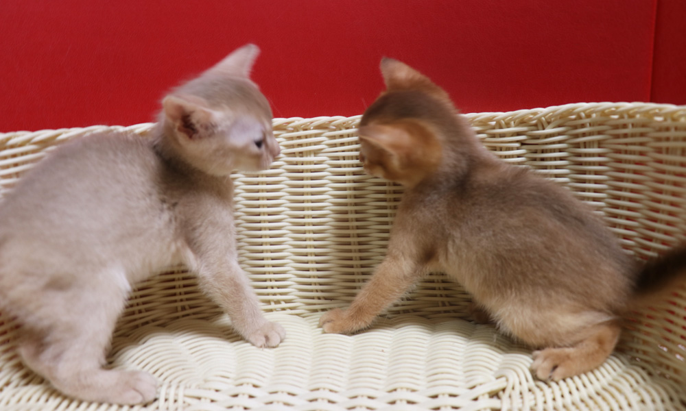 アビシニアンの子猫画像