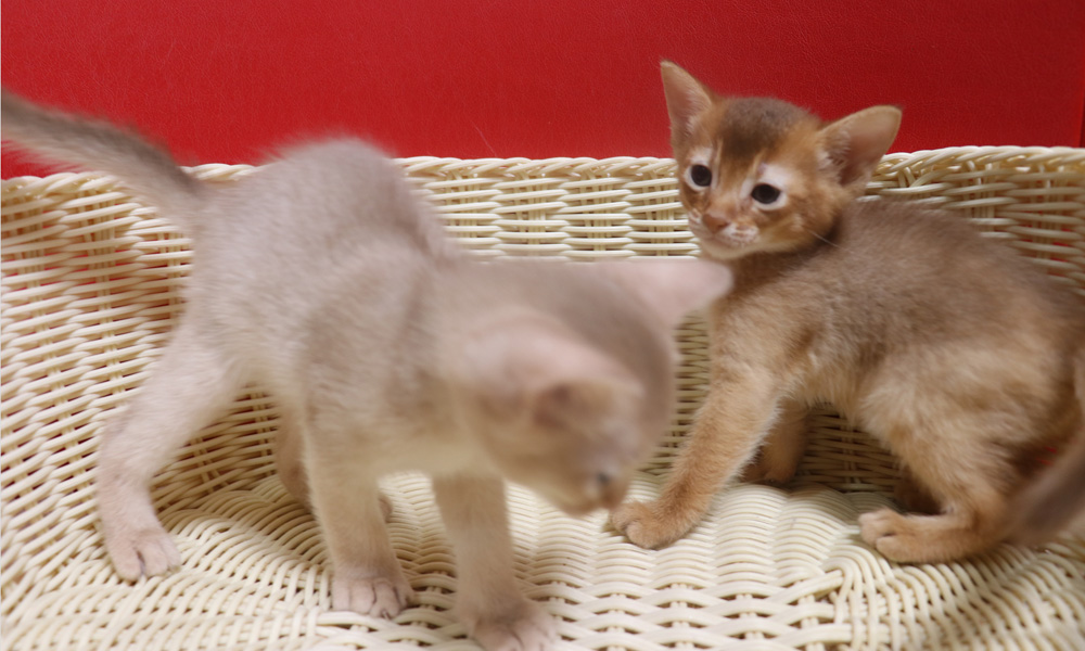 アビシニアンの子猫画像