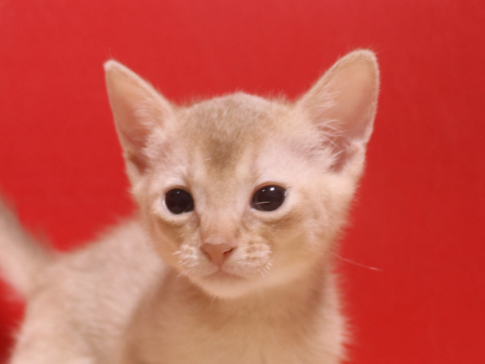 アビシニアンの子猫画像