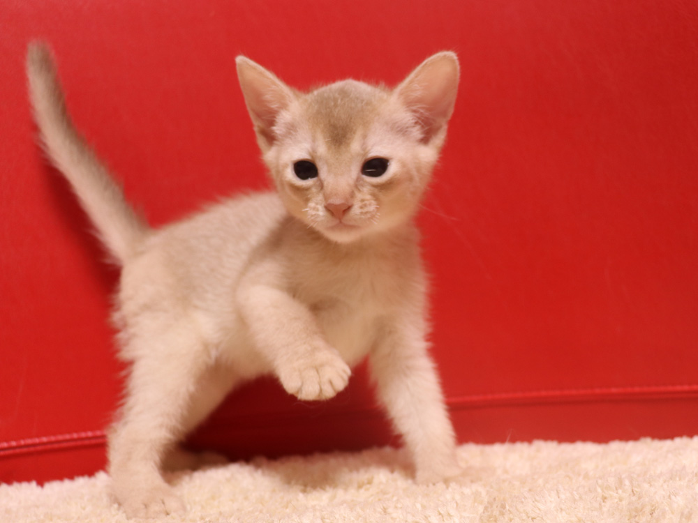 アビシニアンの子猫画像