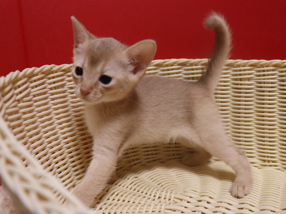 アビシニアンの子猫画像