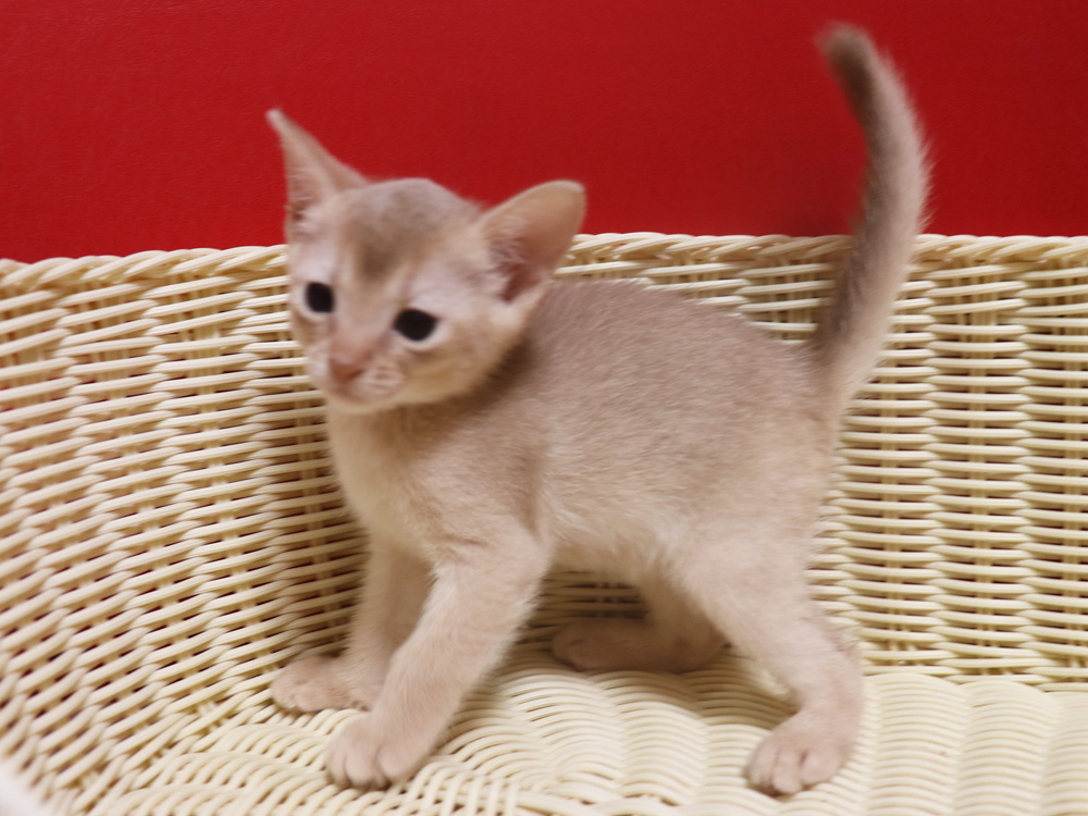 アビシニアンの子猫画像