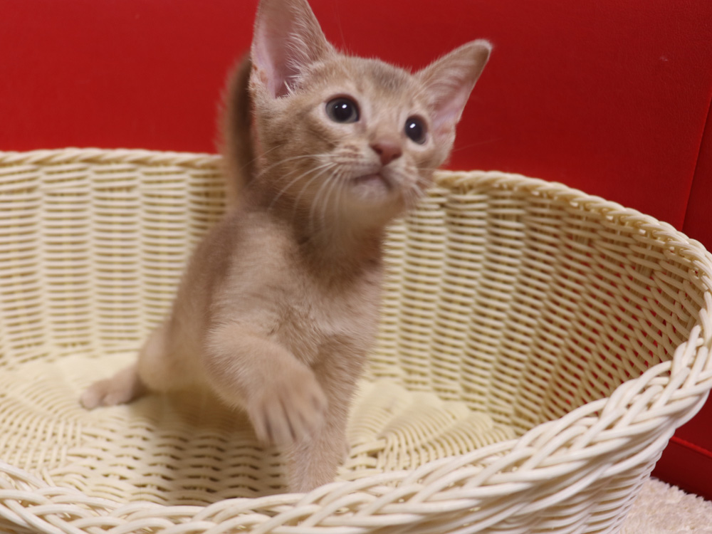 アビシニアンの子猫画像