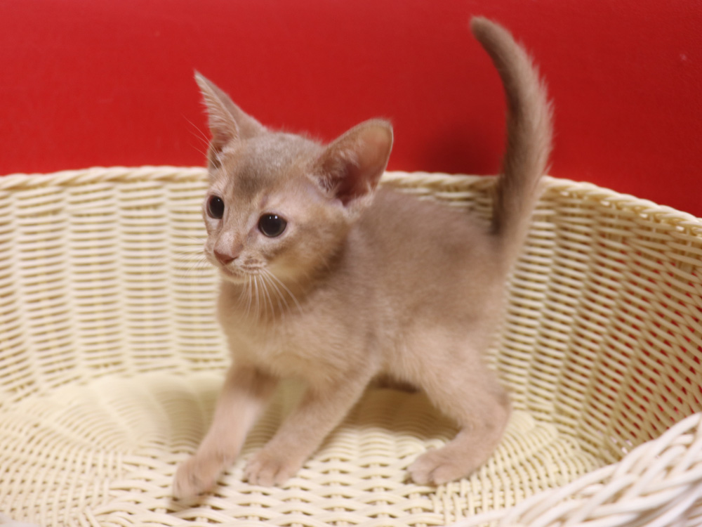 アビシニアンの子猫画像