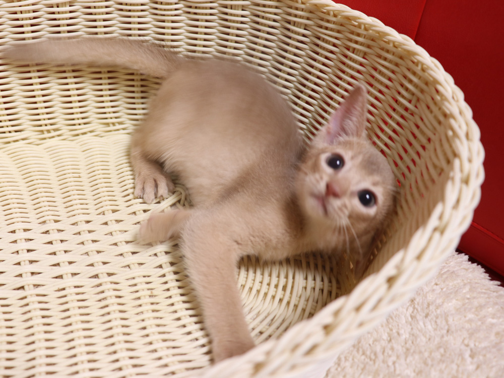 アビシニアンの子猫画像