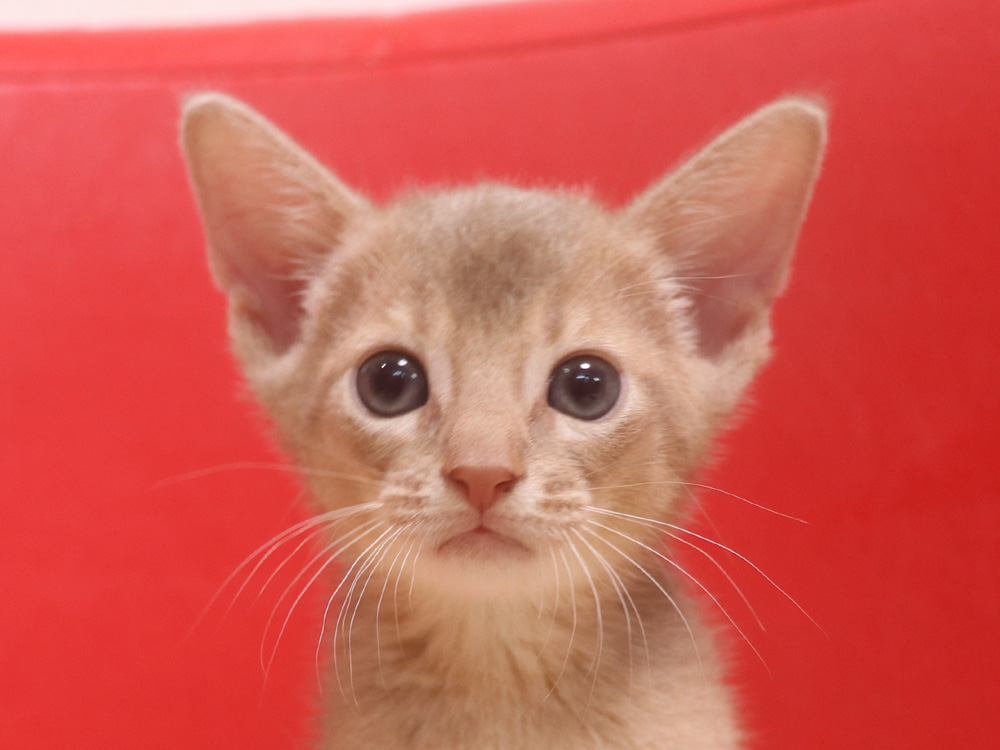 アビシニアンの子猫画像