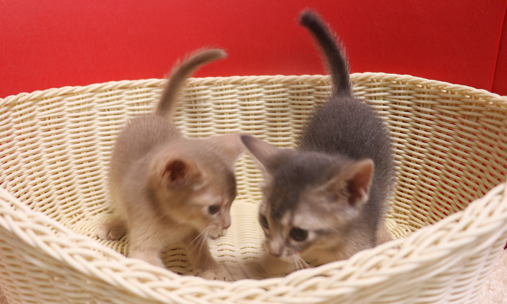 アビシニアンの子猫画像
