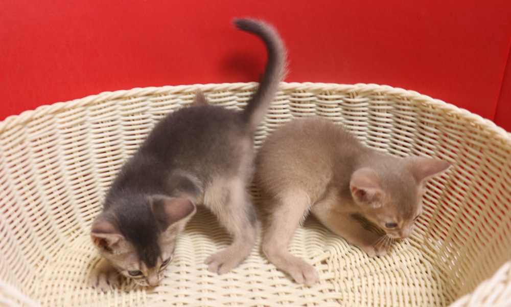 アビシニアンの子猫画像