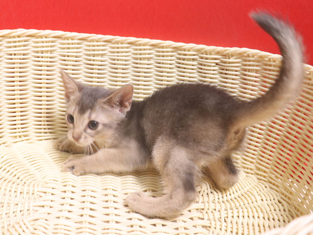 アビシニアンの子猫画像