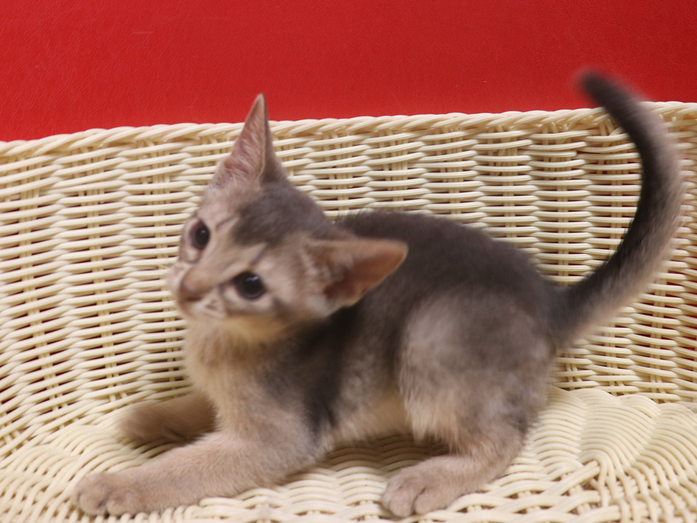 アビシニアンの子猫画像
