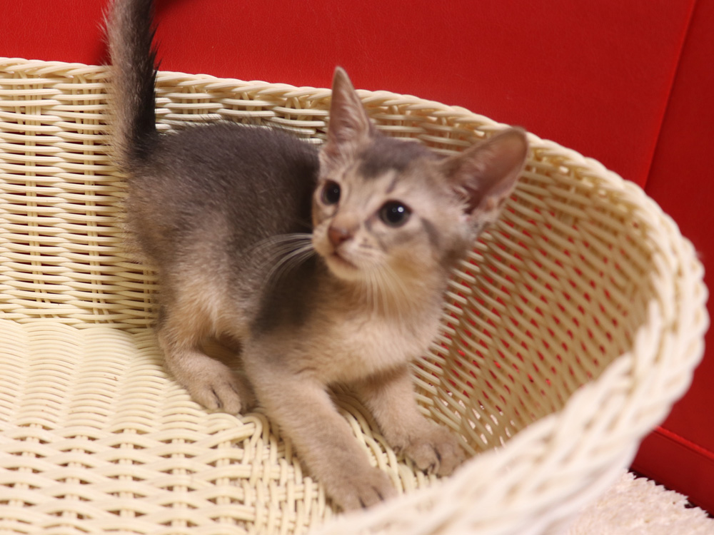 アビシニアンの子猫画像
