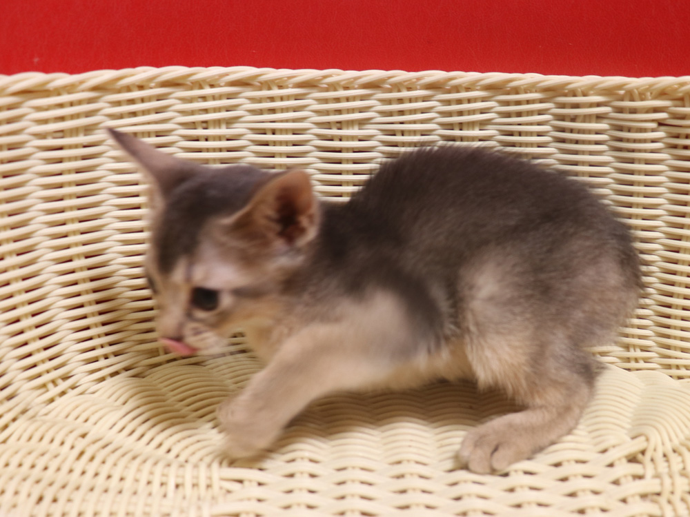 アビシニアンの子猫画像