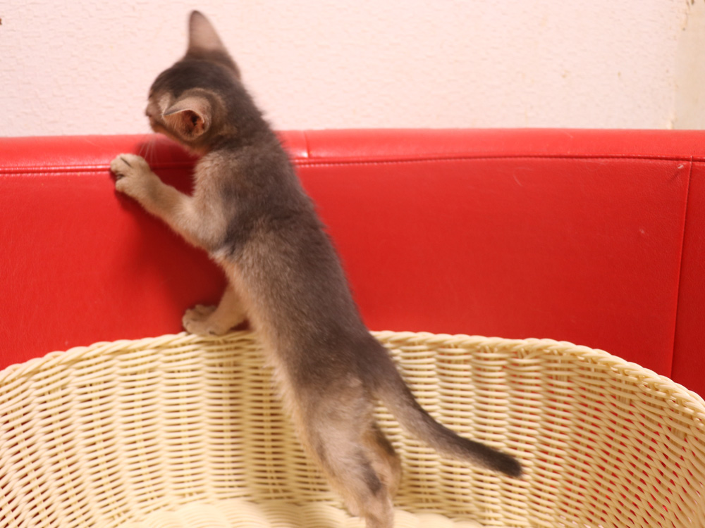 アビシニアンの子猫画像