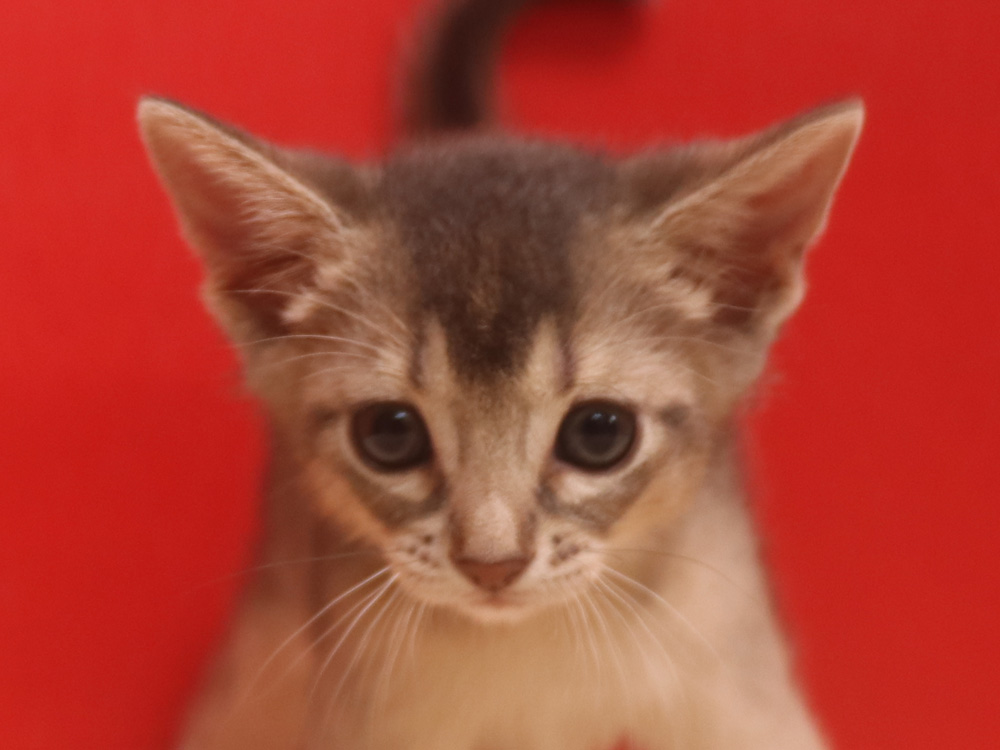 アビシニアンの子猫画像