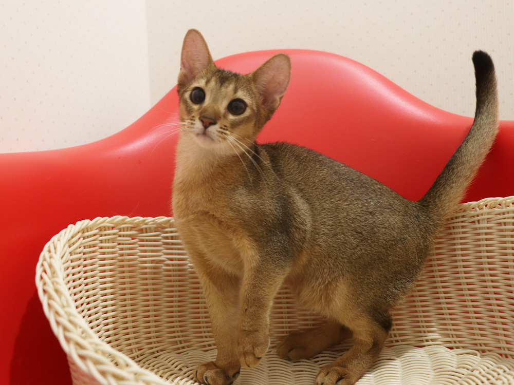 アビシニアンの子猫画像