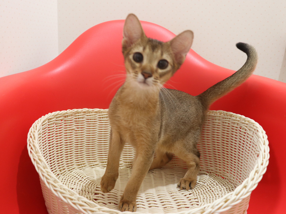 アビシニアンの子猫画像