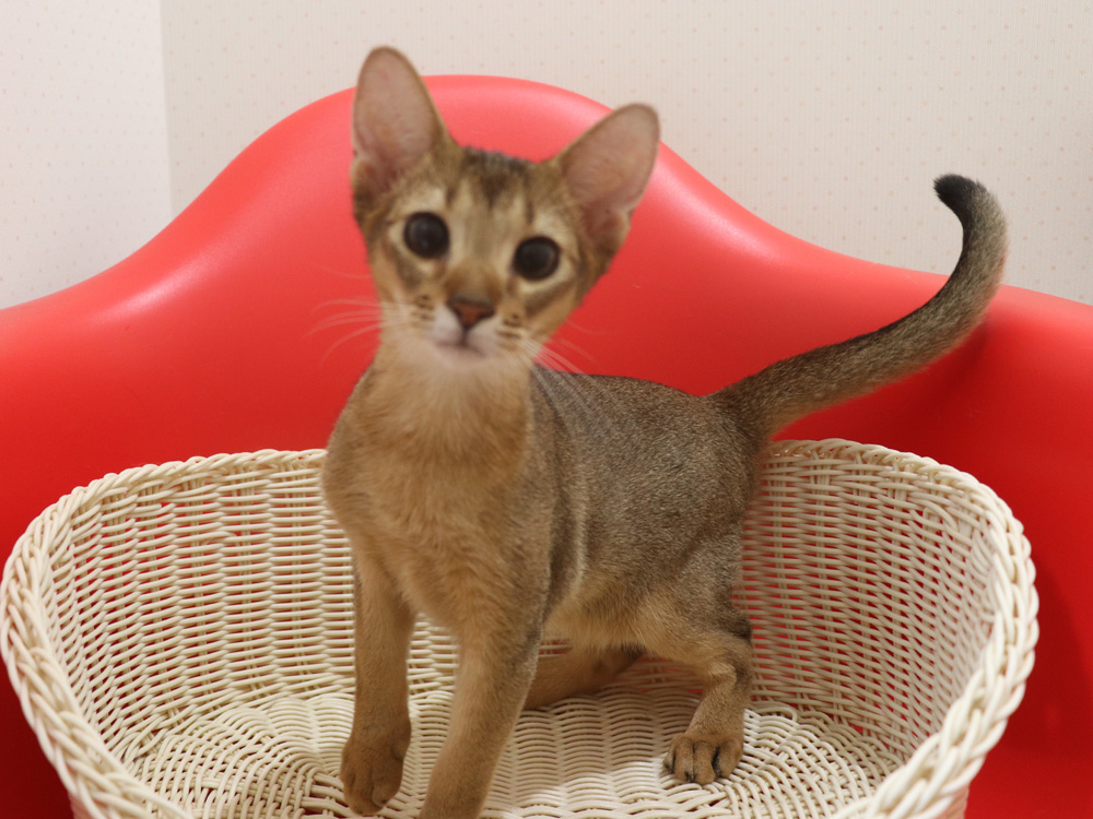アビシニアンの子猫画像