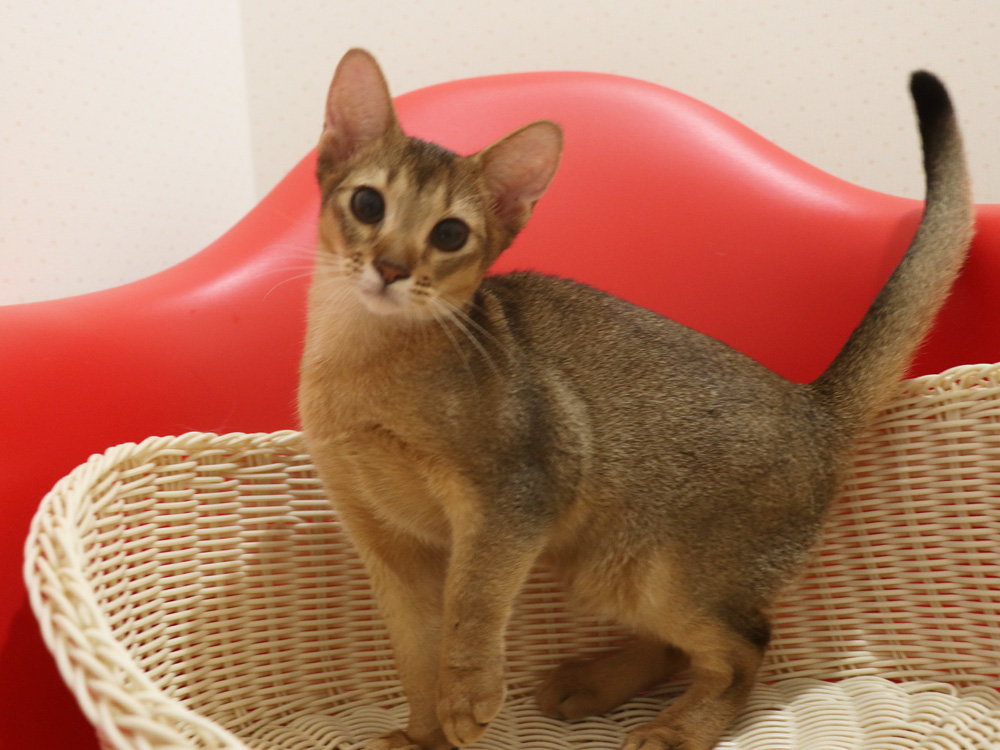 アビシニアンの子猫画像