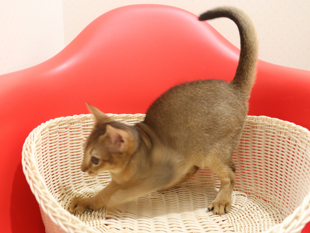 アビシニアンの子猫画像