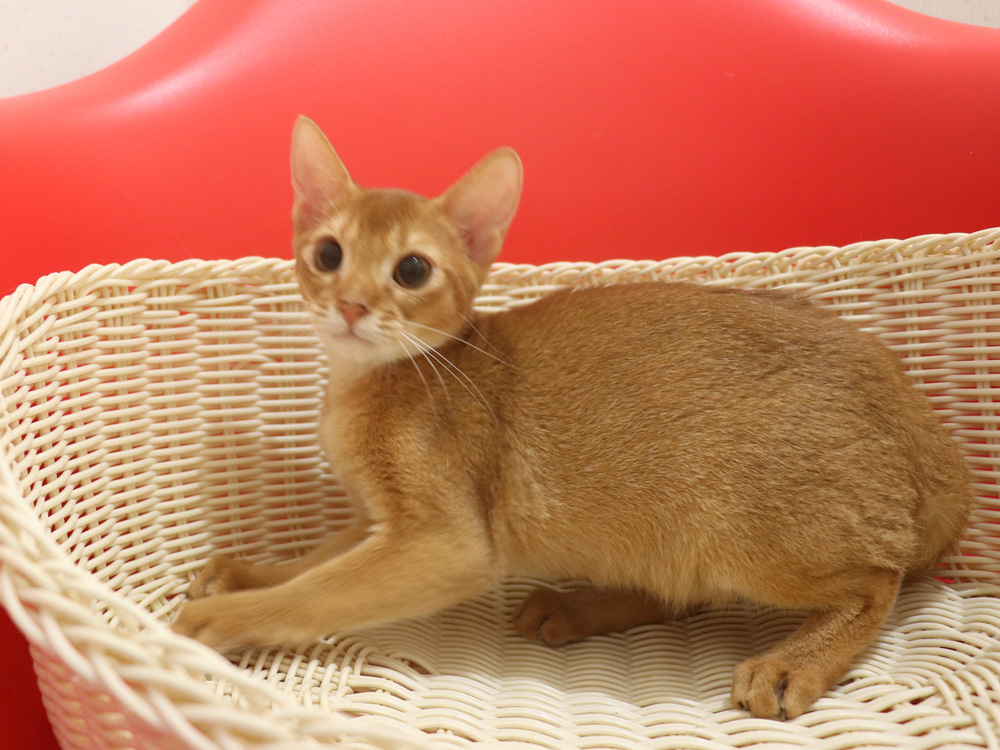 アビシニアンの子猫画像