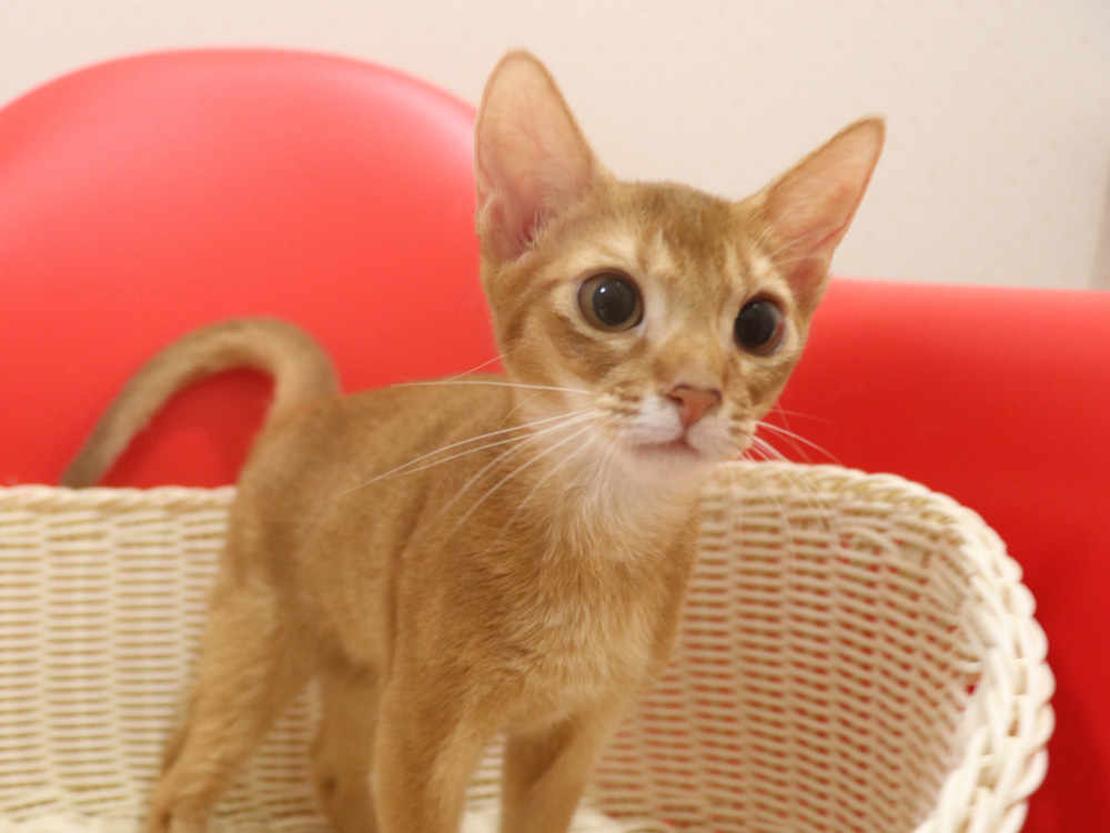 アビシニアンの子猫画像