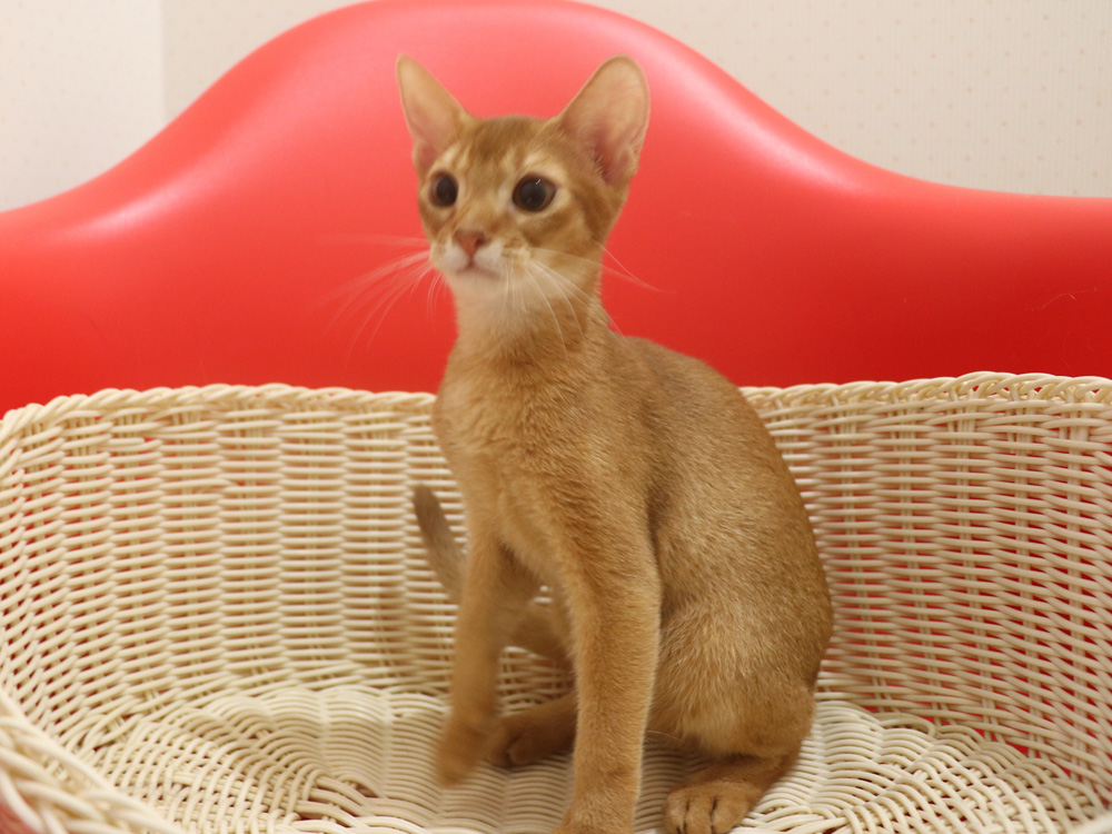 アビシニアンの子猫画像