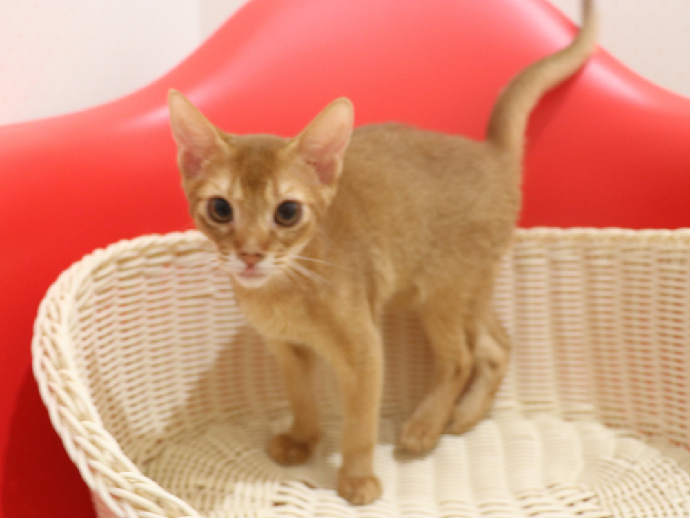 アビシニアンの子猫画像