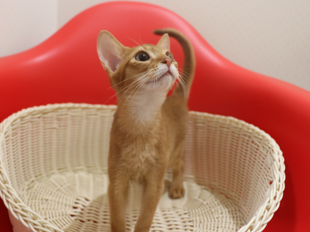 アビシニアンの子猫画像