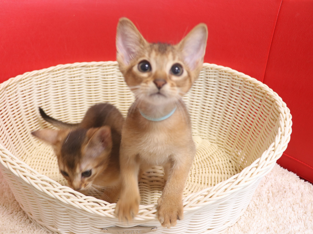 アビシニアンの子猫画像