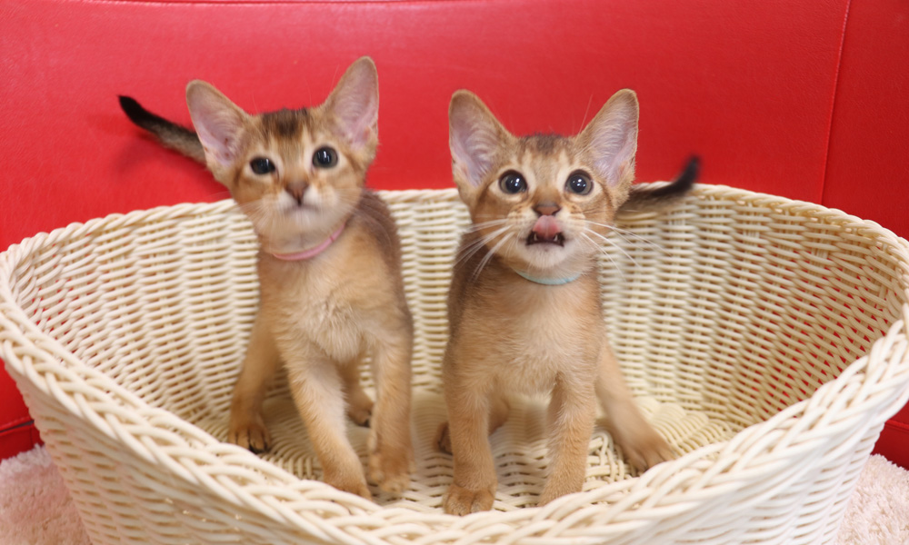 アビシニアンの子猫画像