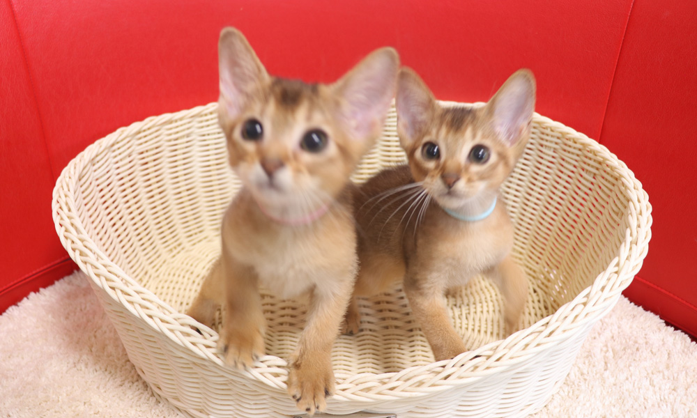 アビシニアンの子猫画像