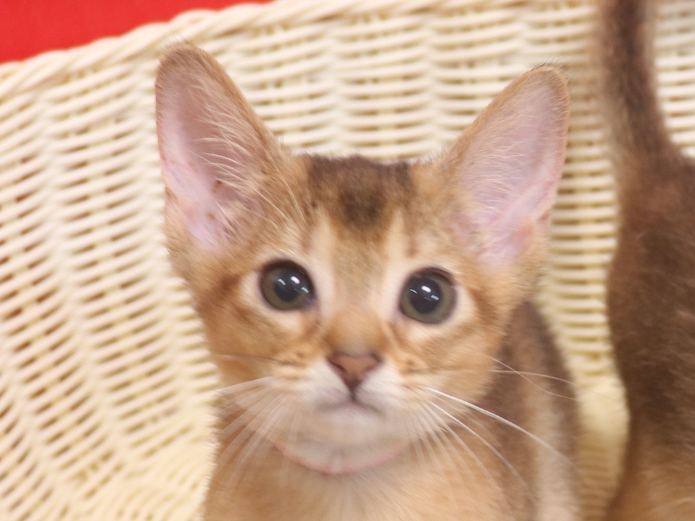 アビシニアンの子猫画像