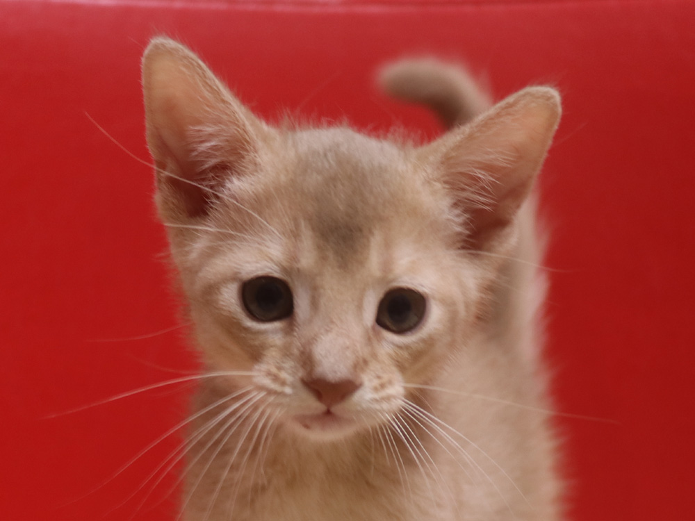 アビシニアンの子猫画像