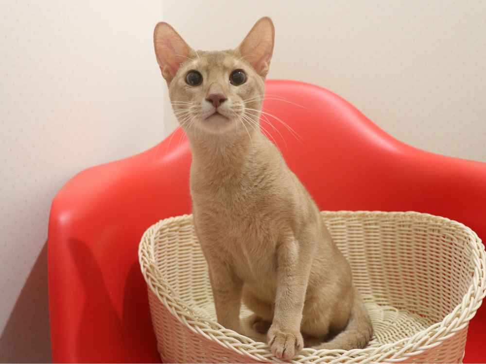 アビシニアンの子猫画像