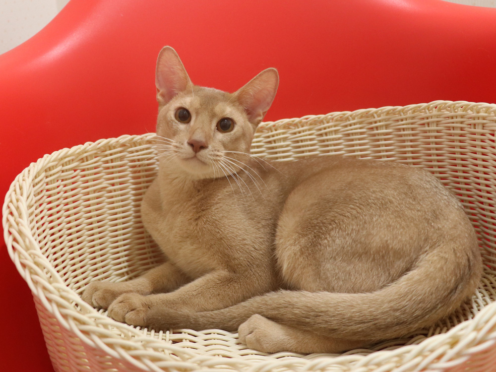 アビシニアンの子猫画像