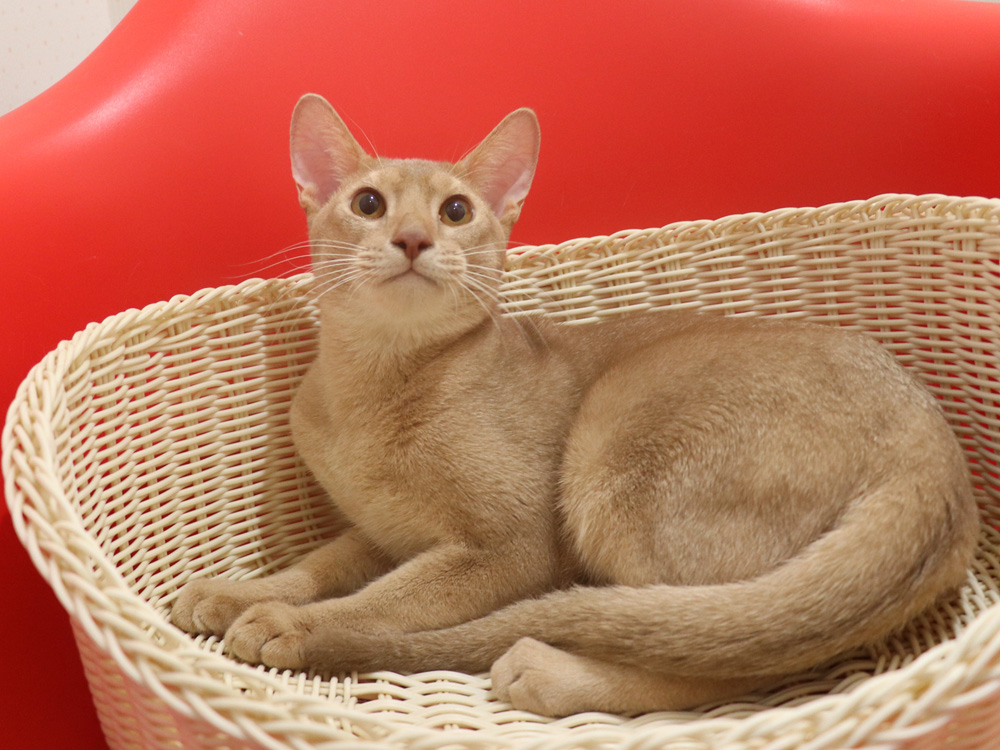 アビシニアンの子猫画像