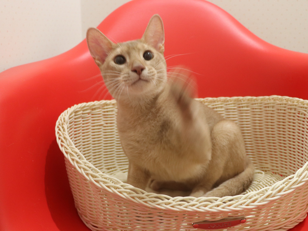 アビシニアンの子猫画像
