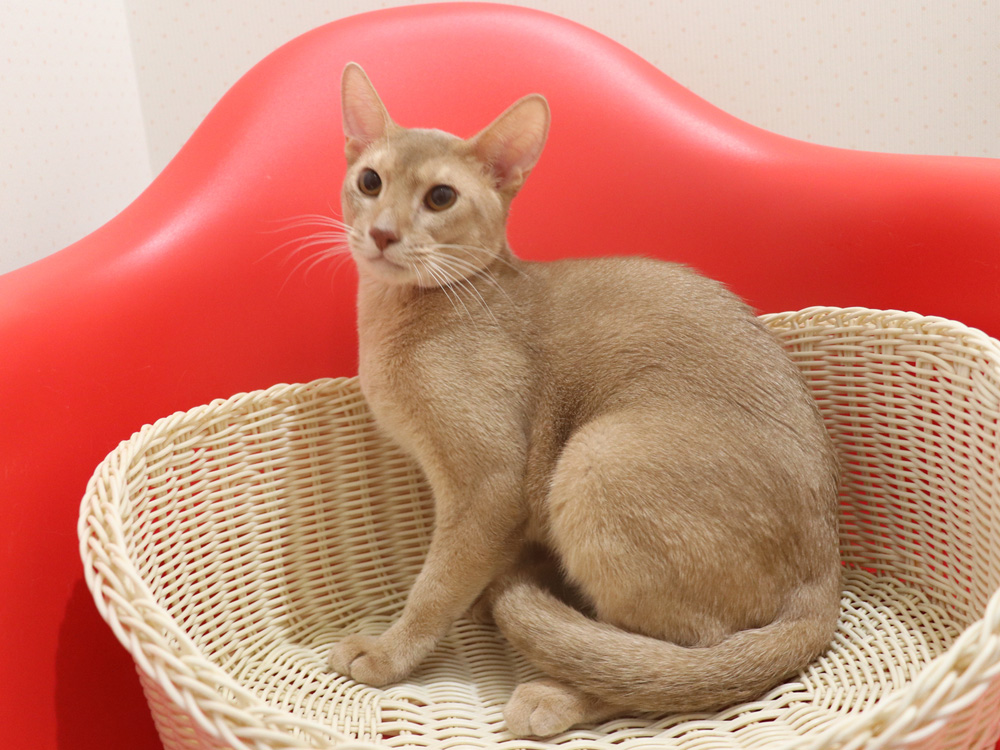 アビシニアンの子猫画像