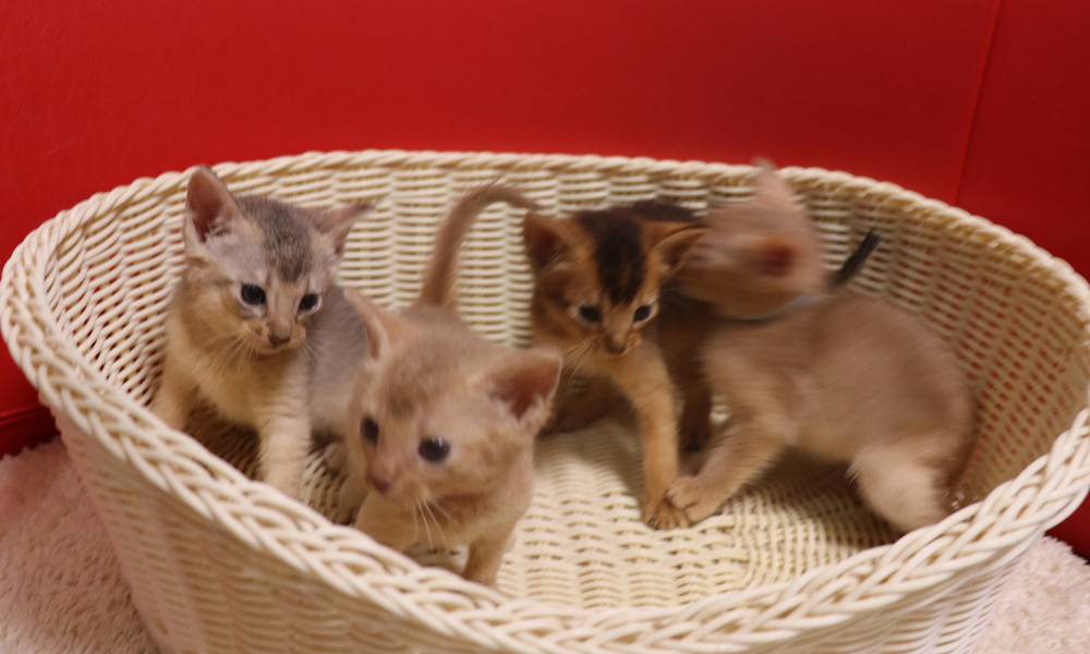 アビシニアンの子猫画像