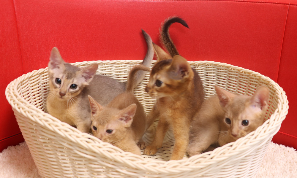 アビシニアンの子猫画像
