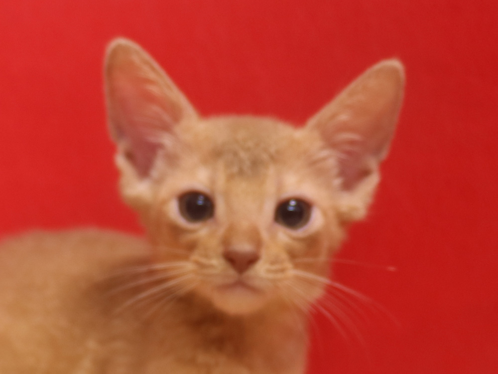 アビシニアンの子猫画像