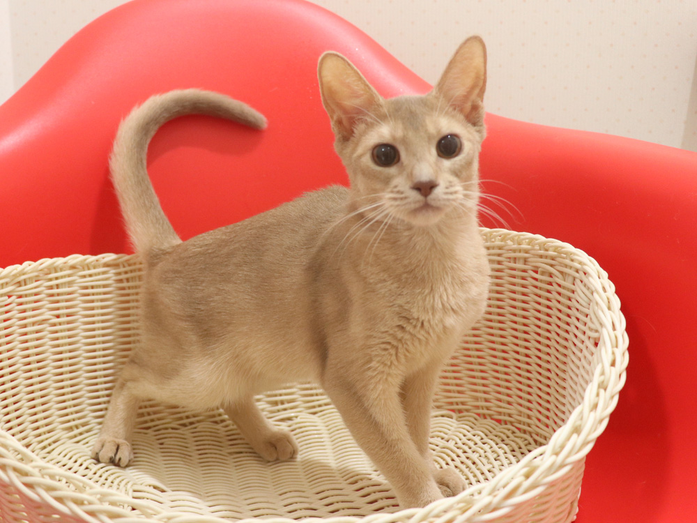 アビシニアンの子猫画像