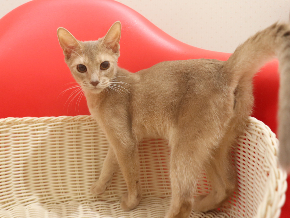 アビシニアンの子猫画像