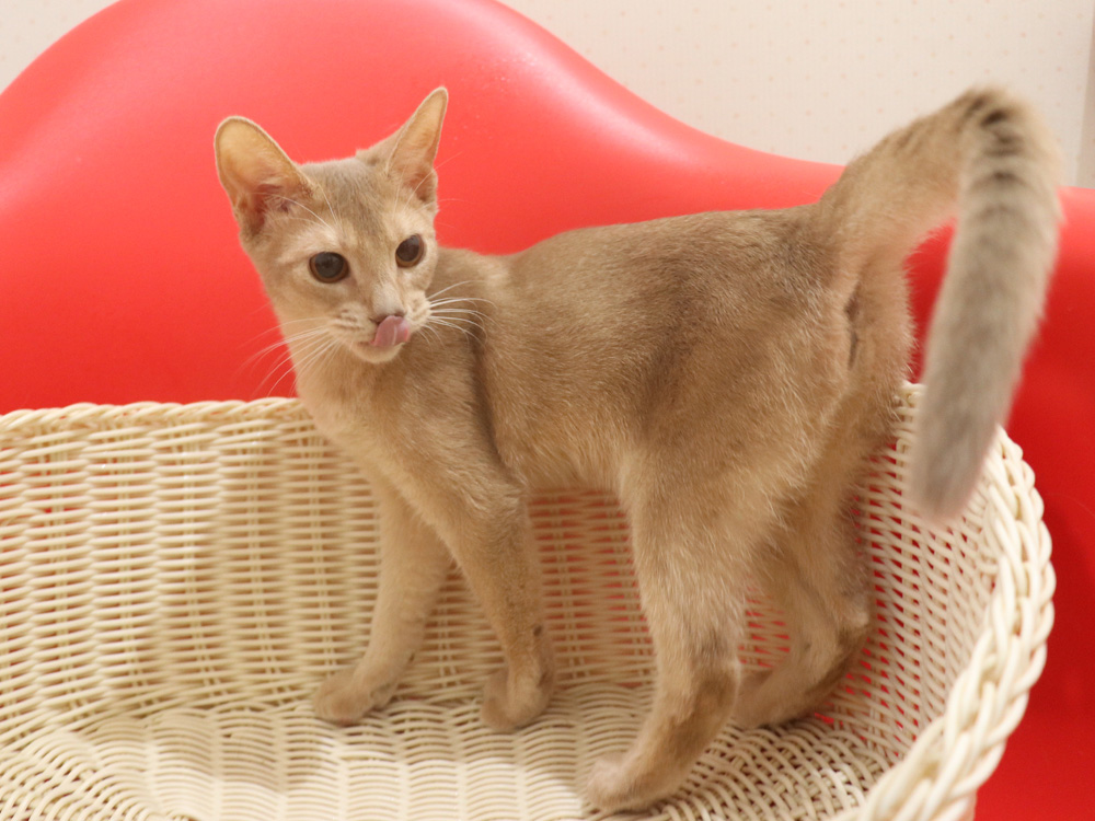アビシニアンの子猫画像